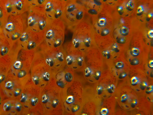 Detalhe dos ovos de peixe-palhaço